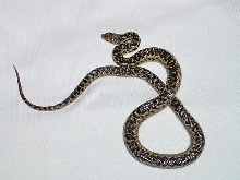 P.c. pumilus