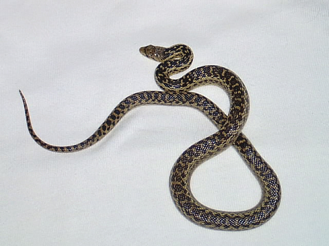 P.c. pumilus
