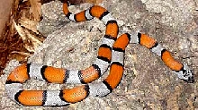 Alterna orange male