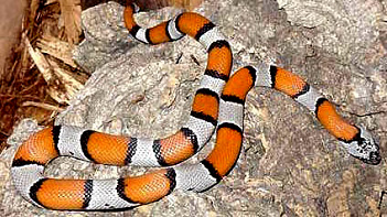 Alterna orange male