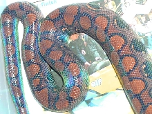 Epicrates c. cenchria
