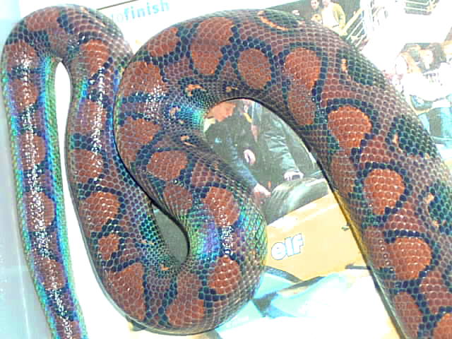 Epicrates c. cenchria