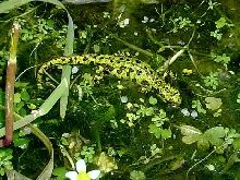 Triturus marmoratus pygmaeus