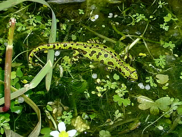 Triturus marmoratus pygmaeus