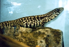 Tupinambis Merianae