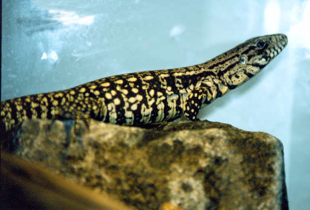Tupinambis Merianae