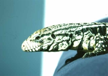 Tupinambis Merianae