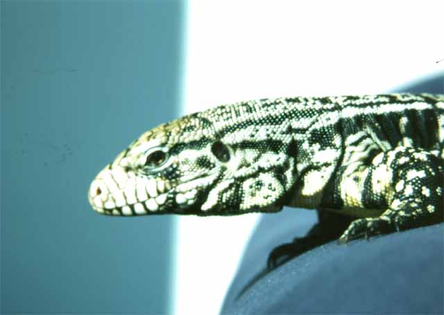 Tupinambis Merianae