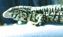 Tupinambis Merianae