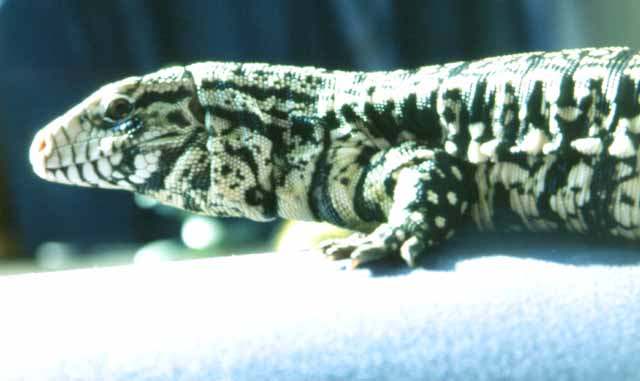 Tupinambis Merianae