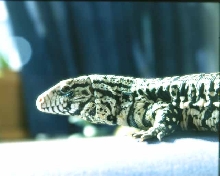 Tupinambis Merianae