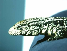 Tupinambis Merianae