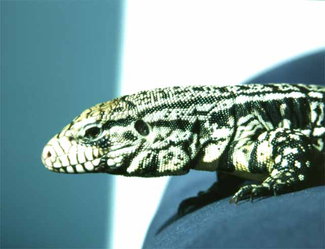 Tupinambis Merianae