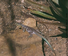 Cnemidophorus murinus murinus