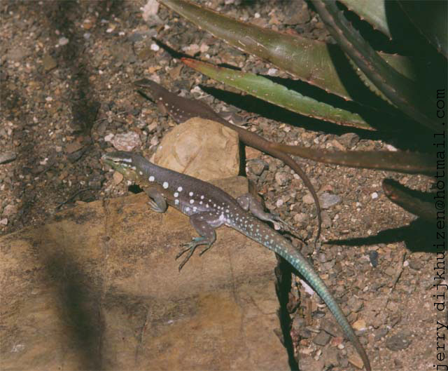 Cnemidophorus murinus murinus