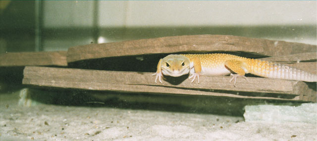 E.Macularius