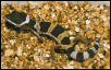 E.Macularius