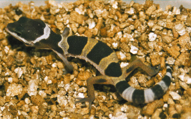 E.Macularius