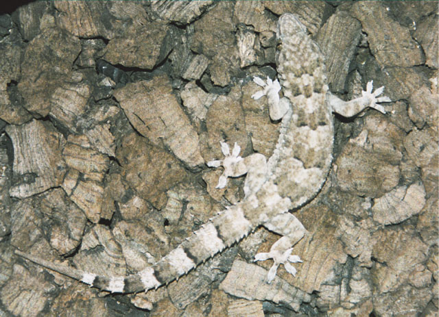 Hemidactylus.mabouia