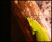 Phelsuma madagascariensis