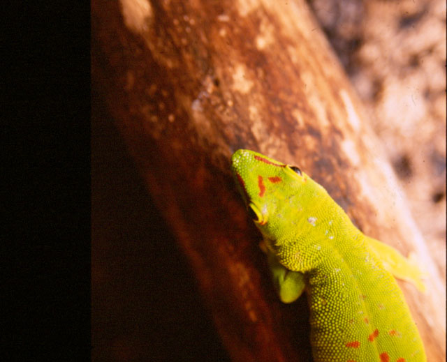 Phelsuma madagascariensis