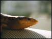 T.scincoides chimaerea