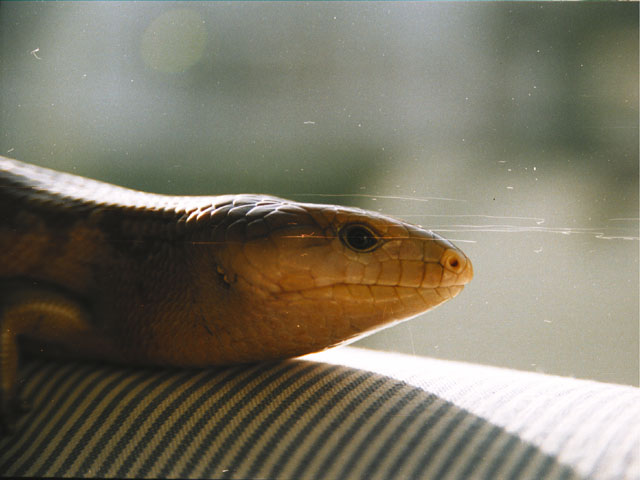 T.scincoides chimaerea
