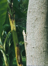 Anolis lineatus