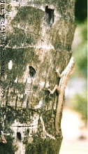 Anolis lineatus