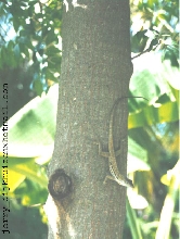 Anolis lineatus