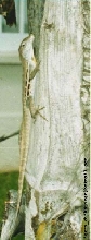 Anolis lineatus