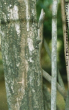 Anolis lineatus