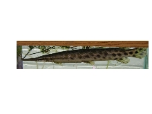 Longnose Gar