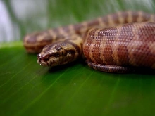 Irian Jaya Carpet Python hatchling #1 - another pic