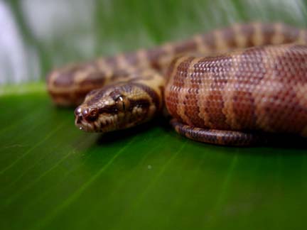 Irian Jaya Carpet Python hatchling #1 - another pic