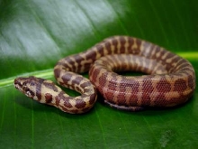 Irian Jaya hatchling