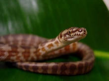 Irian Jaya Carpet Python hatchling #2