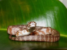 Irian Jaya Carpet Python hatchling #2