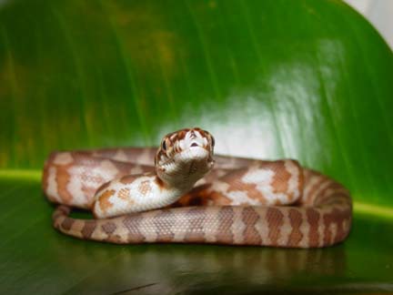 Irian Jaya Carpet Python hatchling #2