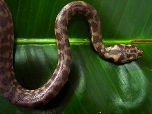Irian Jaya Carpet Python hatchling #3