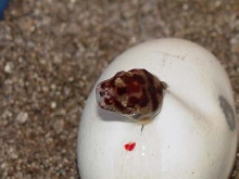 First to hatch