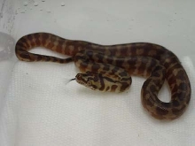 Hatchling IJCP