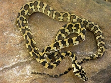 2005 Irian Jaya male