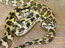 2005 Irian Male