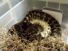 Gravid Girl Inverting