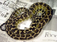 CB 96 IJCP Male