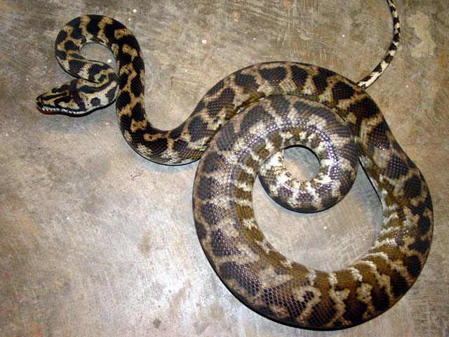 CB 96 IJCP Ovulation