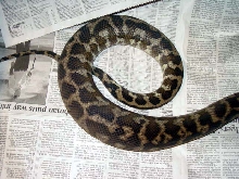 CB 96 IJCP Closeup Ovulation