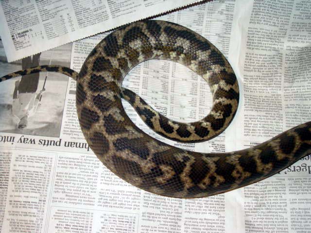 CB 96 IJCP Closeup Ovulation