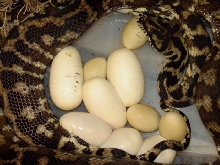 Eggs!!!!